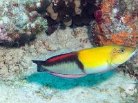 Yellow Headed Wrasse